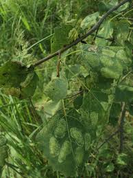 Attēlu rezultāti vaicājumam “Phyllonorycter apparella”