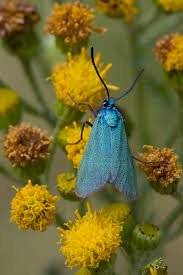 Attēlu rezultāti vaicājumam “Adscita statices”