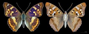 Attēlu rezultāti vaicājumam “Apatura ilia male”