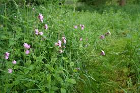 Image result for Silene dioica
