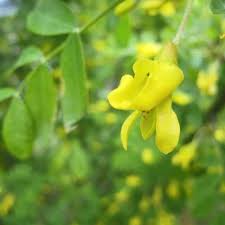 Attēlu rezultāti vaicājumam “Caragana arborescens flower”