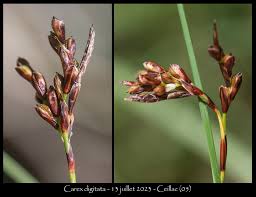 Attēlu rezultāti vaicājumam “Carex digitata”