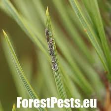 Attēlu rezultāti vaicājumam “Schizolachnus pineti”