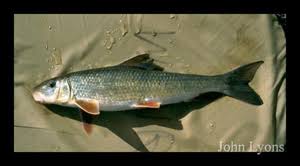 Image result for Moxostoma duquesnei