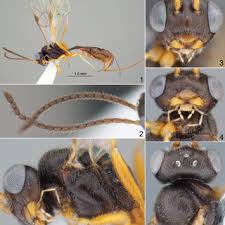 Attēlu rezultāti vaicājumam “Vouauxiomyces santessonii”