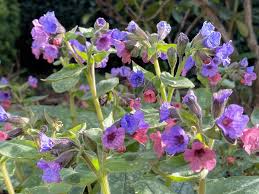 Attēlu rezultāti vaicājumam “Pulmonaria angustifolia fruit”