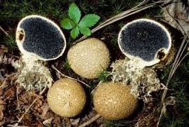 Attēlu rezultāti vaicājumam “Lycogala succineum macro”