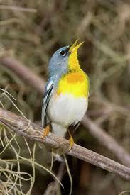 Image result for Parula americana