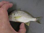 Image result for Leiostomus xanthurus