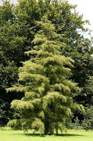 Attēlu rezultāti vaicājumam “Alnus glutinosa”