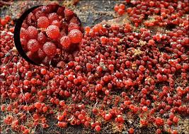 Attēlu rezultāti vaicājumam “Neonectria fuckeliana”