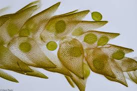 Attēlu rezultāti vaicājumam “Sphagnum contortum”