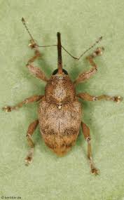 Attēlu rezultāti vaicājumam “Curculio venosus”