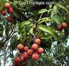 Image result for Litchi chinensis
