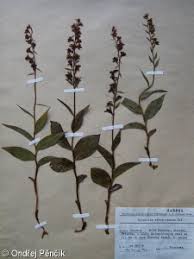 Attēlu rezultāti vaicājumam “Epipactis atrorubens fruit”