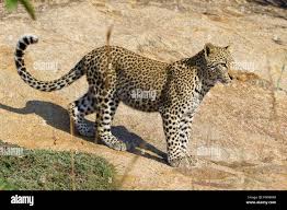 Attēlu rezultāti vaicājumam “Lycogala leopardinum young”