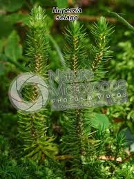 Attēlu rezultāti vaicājumam “Huperzia selago”