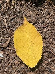 Attēlu rezultāti vaicājumam “Ulmus glabra leaf”