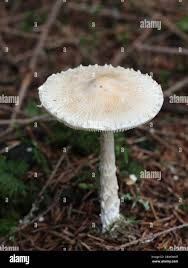 Attēlu rezultāti vaicājumam “Lepiota clypeolaria”