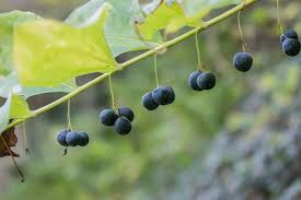 Attēlu rezultāti vaicājumam “Polygonatum multiflorum  fruit”