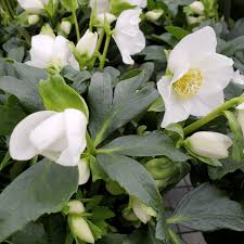 Attēlu rezultāti vaicājumam “Helleborus niger”