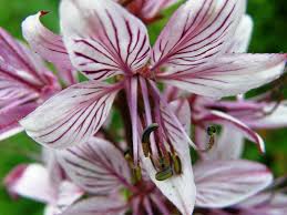 Image result for Diptam