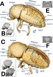 Attēlu rezultāti vaicājumam “Cribraria piriformis macro”