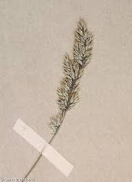 Attēlu rezultāti vaicājumam “Holcus mollis”