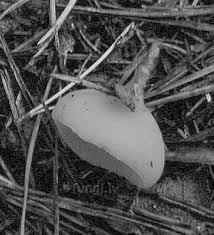 Attēlu rezultāti vaicājumam “Sowerbyella radiculata”