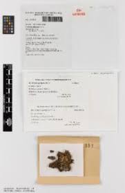 Attēlu rezultāti vaicājumam “Arthonia spadicea”