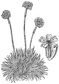 Attēlu rezultāti vaicājumam “Armeria vulgaris flower”