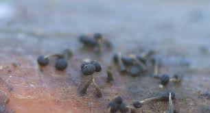 Attēlu rezultāti vaicājumam “Licea chelonoides”