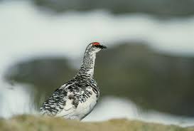 Image result for Lagopus muta