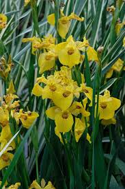 Attēlu rezultāti vaicājumam “Iris pseudacorus”