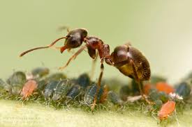 Attēlu rezultāti vaicājumam “Aphis farinosa”