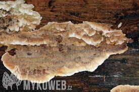 Attēlu rezultāti vaicājumam “Physisporinus vitreus”