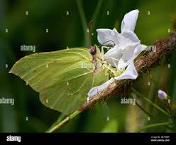 Attēlu rezultāti vaicājumam “Gonepteryx rhamni male”