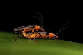 Attēlu rezultāti vaicājumam “Cantharis rustica”