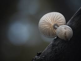 Attēlu rezultāti vaicājumam “Trichia ambigua spores”