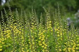 Attēlu rezultāti vaicājumam “Sacchiphantes abietis exuvia”