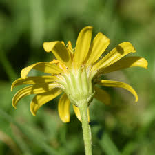 Attēlu rezultāti vaicājumam “Jacobaea vulgaris”