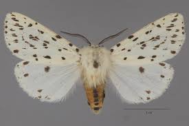 Attēlu rezultāti vaicājumam “Spilosoma lubricipeda”