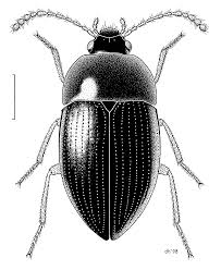 Attēlu rezultāti vaicājumam “Leiodidae”