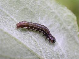 Attēlu rezultāti vaicājumam “Eupsilia transversa”