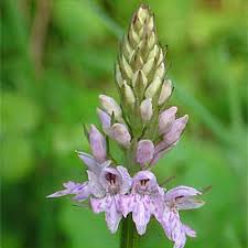 Attēlu rezultāti vaicājumam “Dactylorhiza fuchsii leaf”