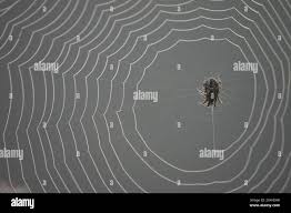 Attēlu rezultāti vaicājumam “Araneus diadematus eggs”