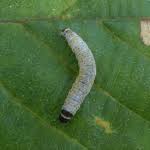 Attēlu rezultāti vaicājumam “Epinotia sordidana”