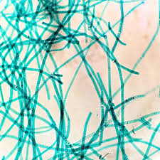 Attēlu rezultāti vaicājumam “Cyanophyta”