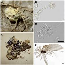 Attēlu rezultāti vaicājumam “Torrubiella arachnophila”