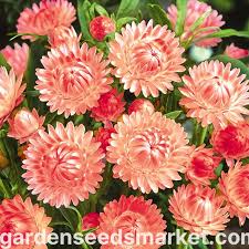 Image result for Strohblume